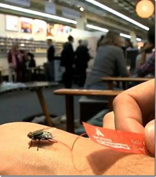 Fly