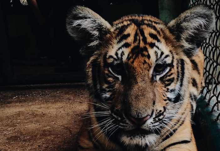 Picture of a tiger