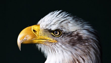 Photo d'une tête d'aigle